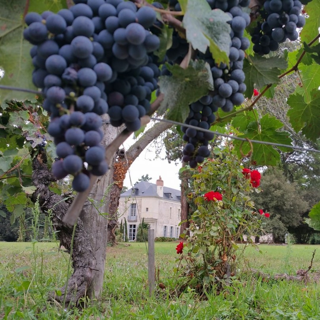 Rijpe trossen Cabernet Franc in de wijngaard, met Château de Minière op de achtergrond