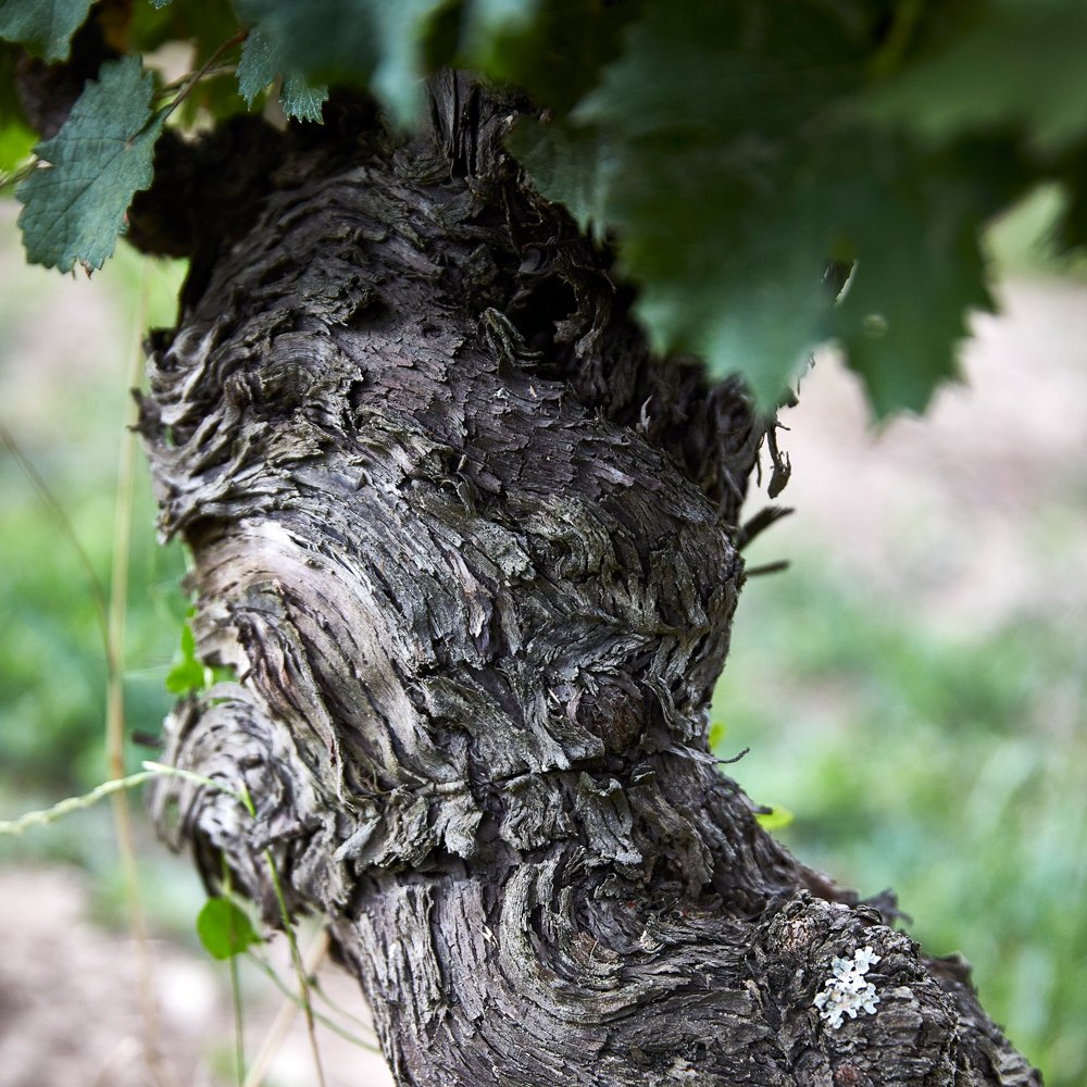 Wijnranken in de wijngaard van Château de Minière in Bourgueil